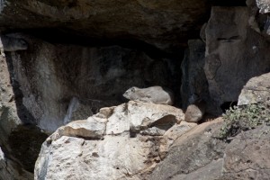 Hyrax