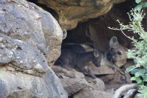 Hyena and puppies