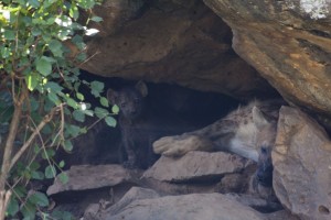 Hyena puppies