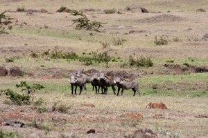 Warthogs