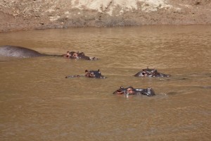 Hippos