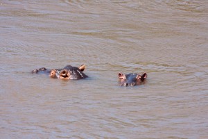 Hippos