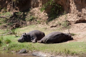 Hippos