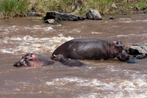 Hippos