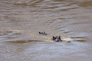 Hippos