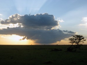 Elephant Pepper sunset