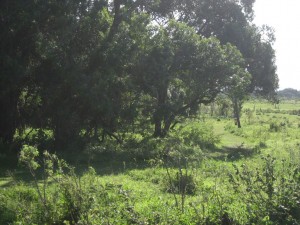 The path to our tent