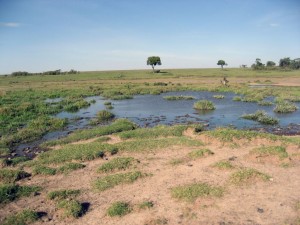 The water hole