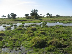 The water hole