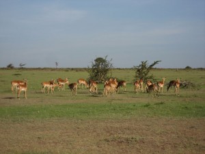 Impala