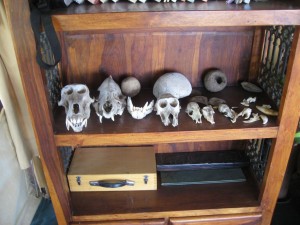 Skull collection