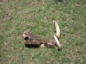 Warthog skull