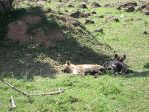 Hyena puppies