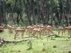 Impalas