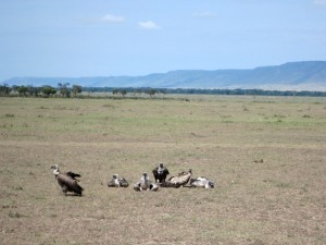 Vultures (MAK)