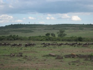 Wildebeests (MAK)