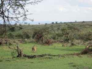 Reedbuck (MAK)