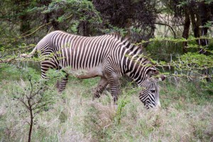 Grevy's zebra