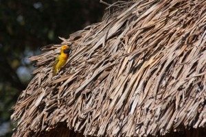 Yellow bird on the roof