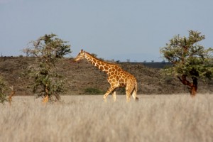 Giraffe