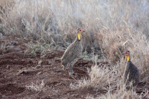 Guinea fowl