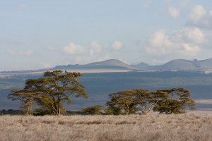 VIew from Lewa