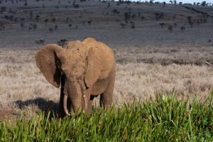 Elephant eating reeds