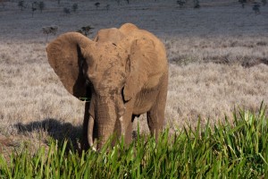 Elephant eating reeds