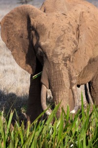 Elephant eating reeds