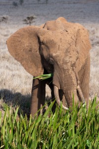 Elephant eating reeds