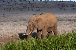 Elephant eating reeds