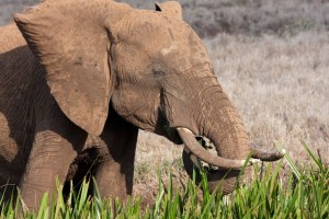 Elephant eating reeds