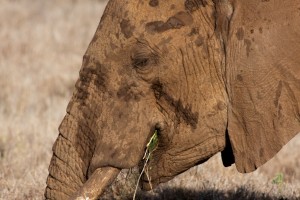 Elephant eating reeds