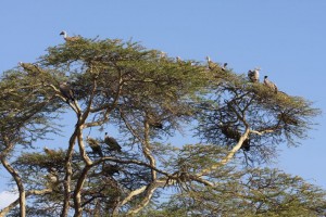 Vultures