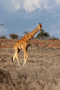 Reticulated giraffe