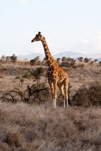 Giraffe