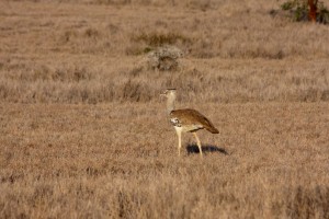 Bustard