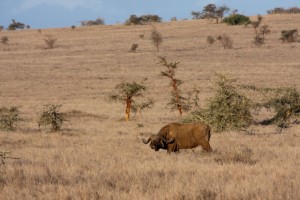 Cape buffalo