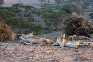 Lionesses