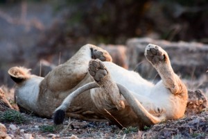 Lioness (reverse side)