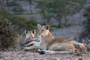 Lionesses