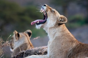 Lioness yawn