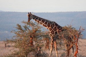 Giraffe