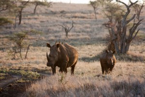 White rhino and baby