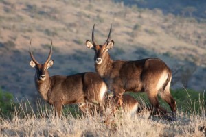 Waterbuck