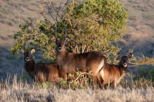 Waterbuck