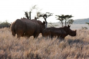 White rhino and baby