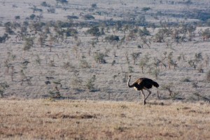 Male ostrich