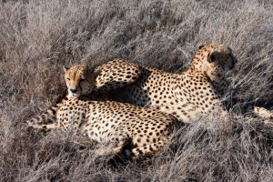 Cheetahs