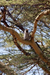 Vervet monkey